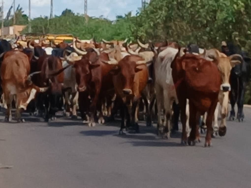 Agriculture, pêches et élevages